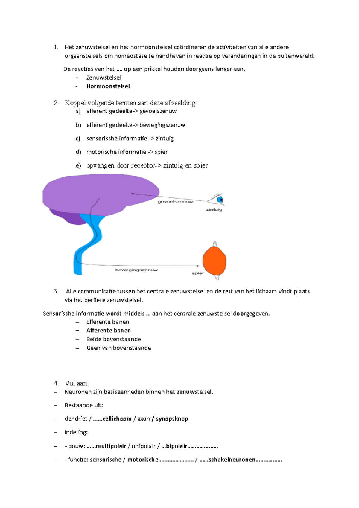 Anatomie Oplossingen Vragen Zenuwstelsel - Het Zenuwstelsel En Het ...