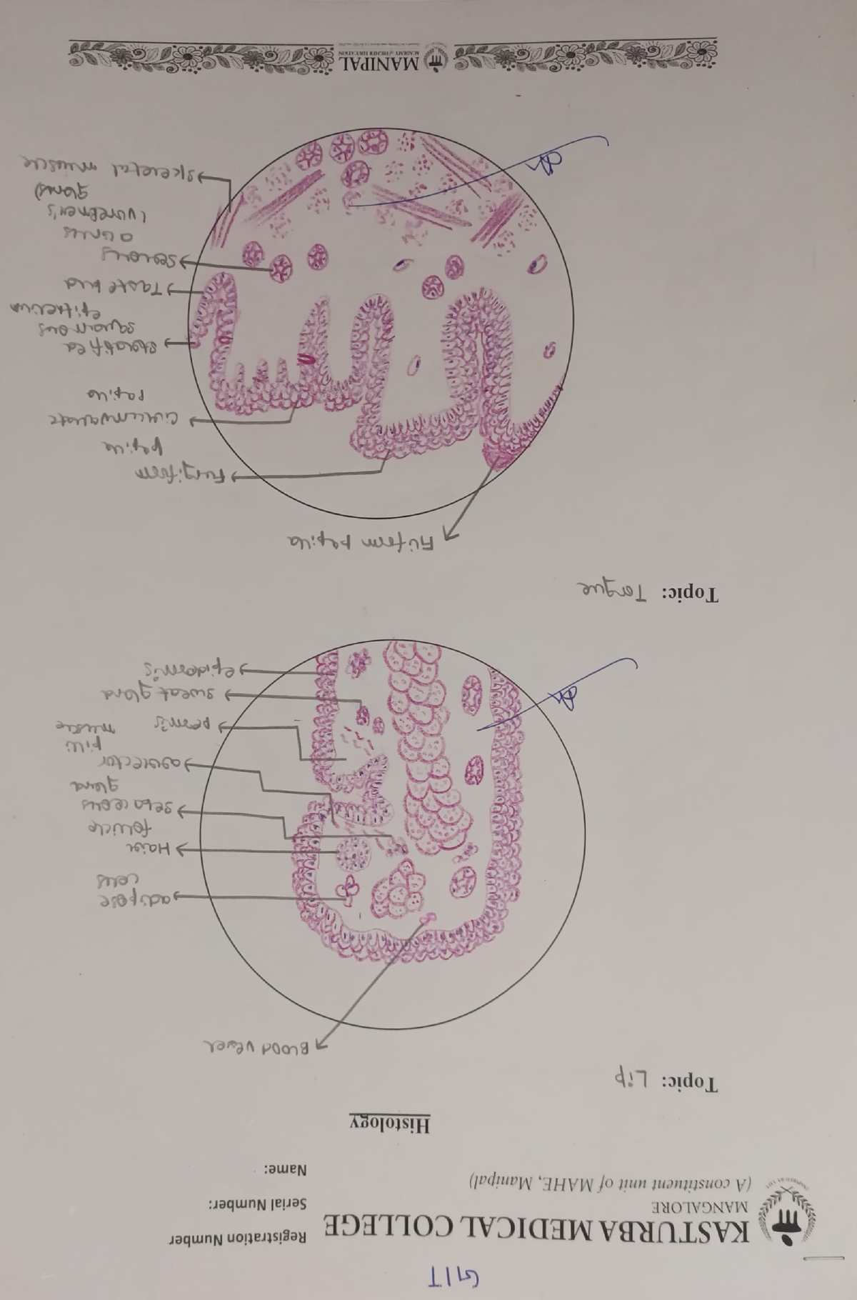 Block 3- Histology Diagrams- Arjun (033) - PharmD- Human Anatomy and ...