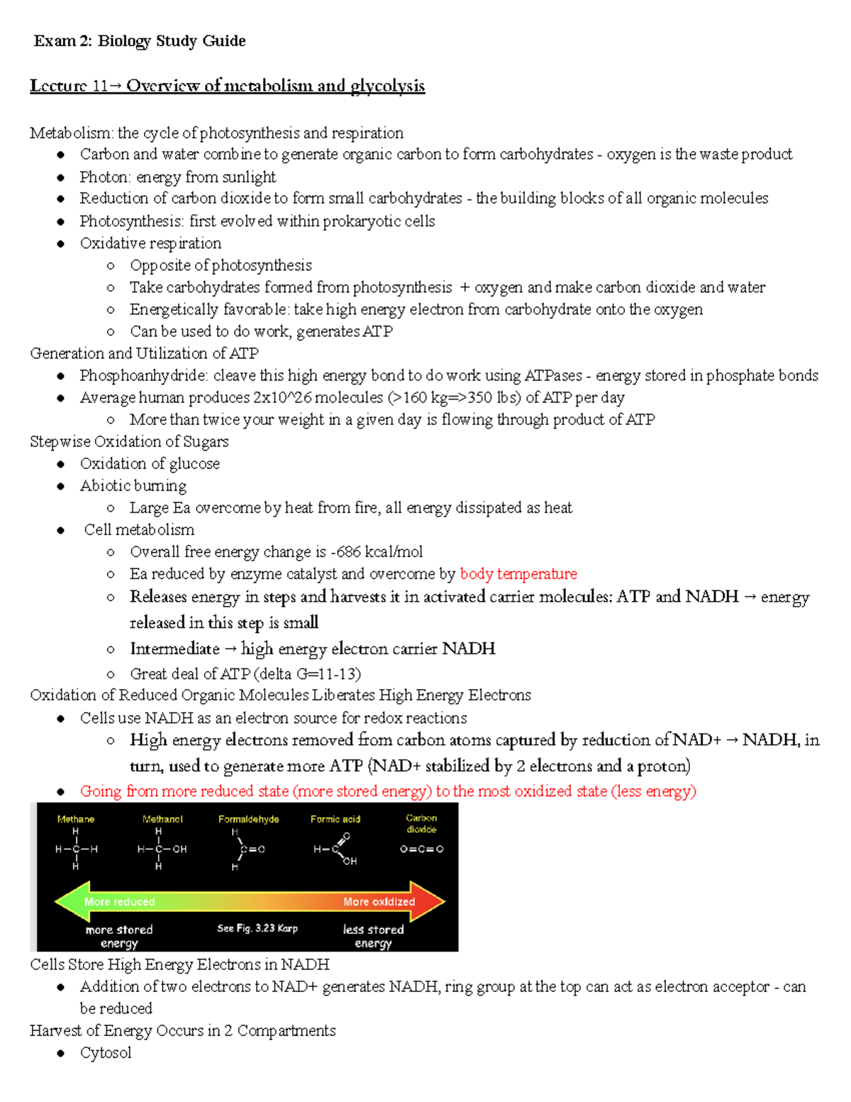 Biology Study Guide Exam 2 - Exam 2: Biology Study Guide Lecture 11→ ...