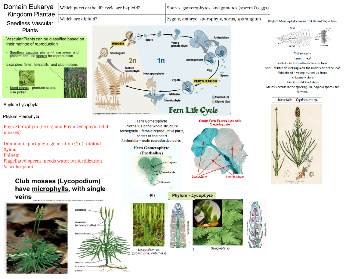 4 Seedless Vascular Plants - BSC1011L - Studocu