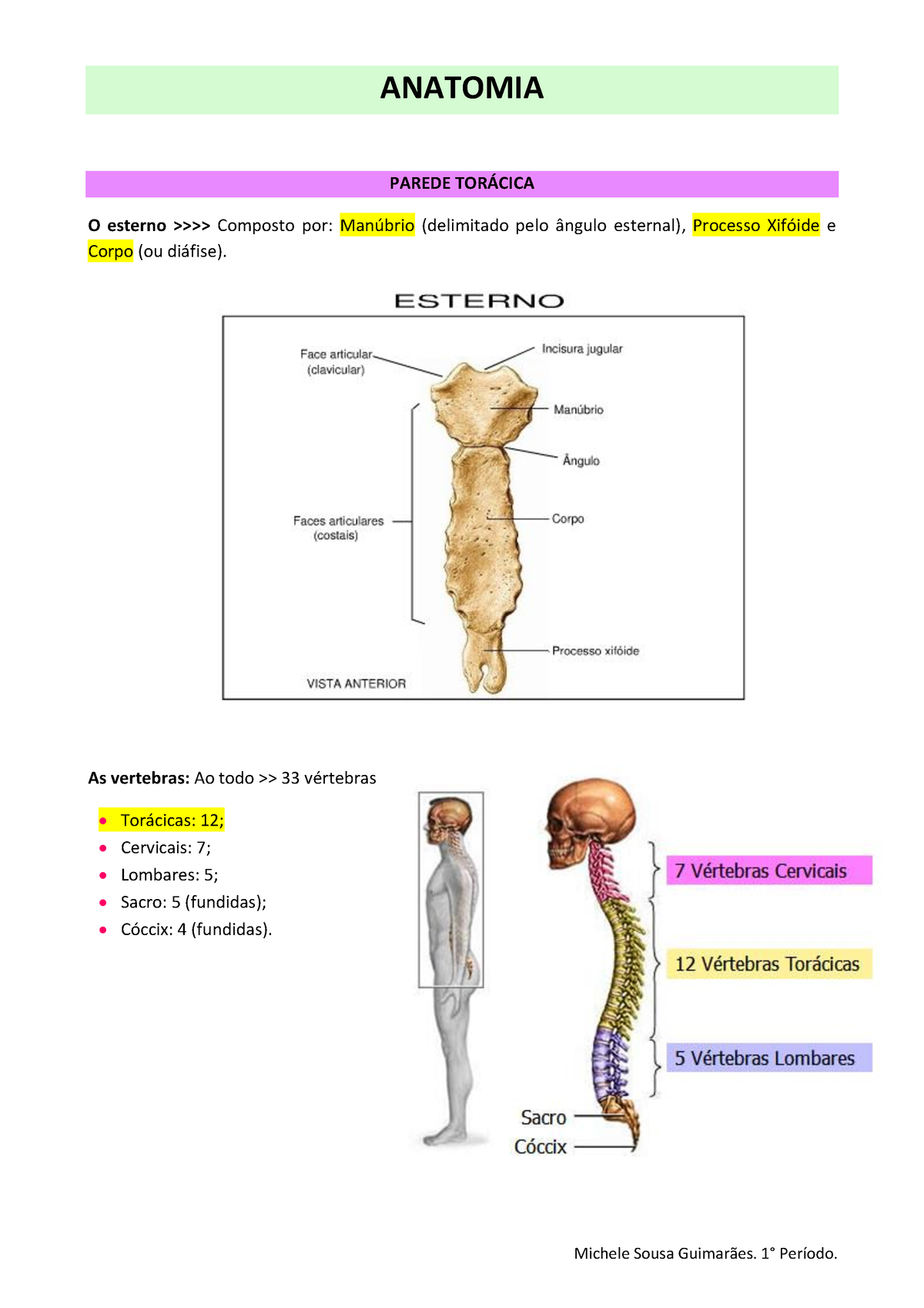 Resumos Anatomia Principios De Anatom A Y Fisiolog A Anatomia Parede Tor Cica O