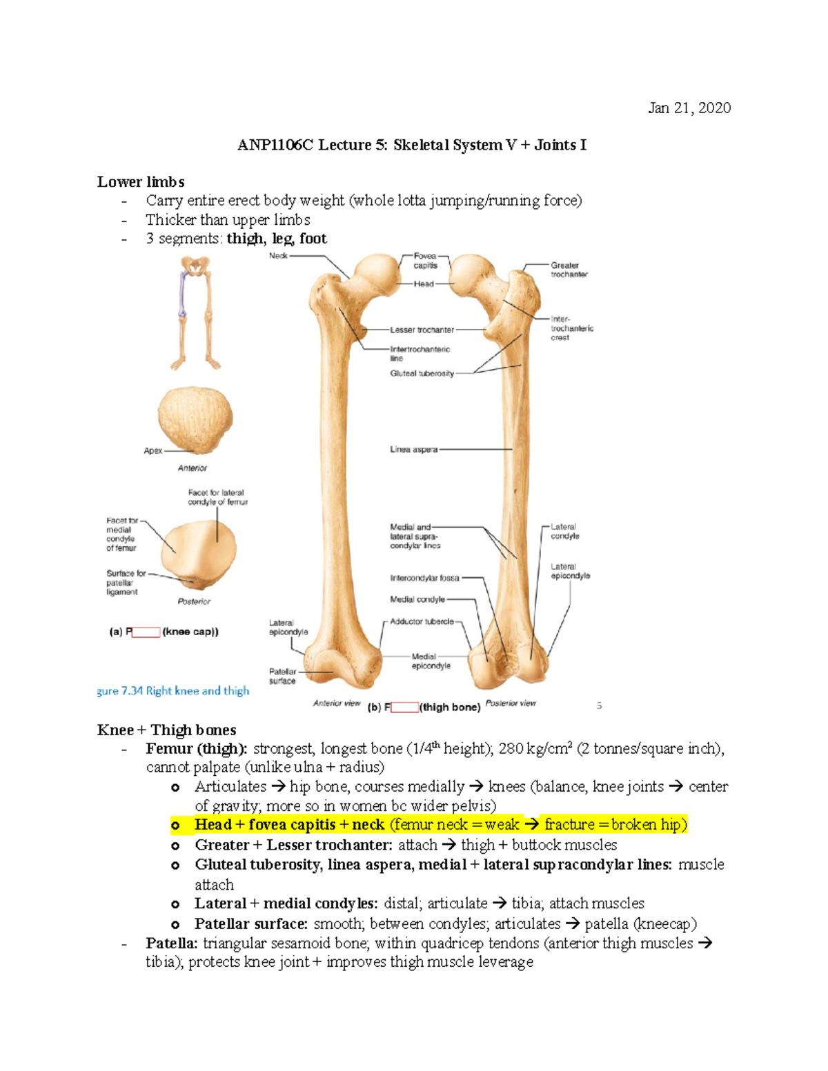 ANP1106 C Jan 21 - notes - Jan 21, 2020 ANP1106C Lecture 5: Skeletal ...