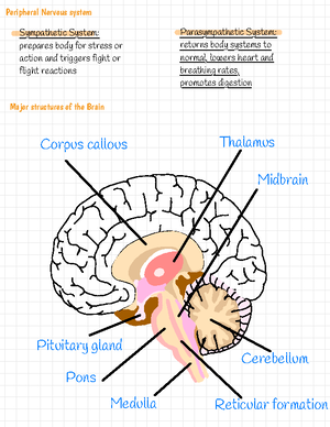 Brain 4 - Myelencephalon Medulla (breathing & heart rate Reticular ...