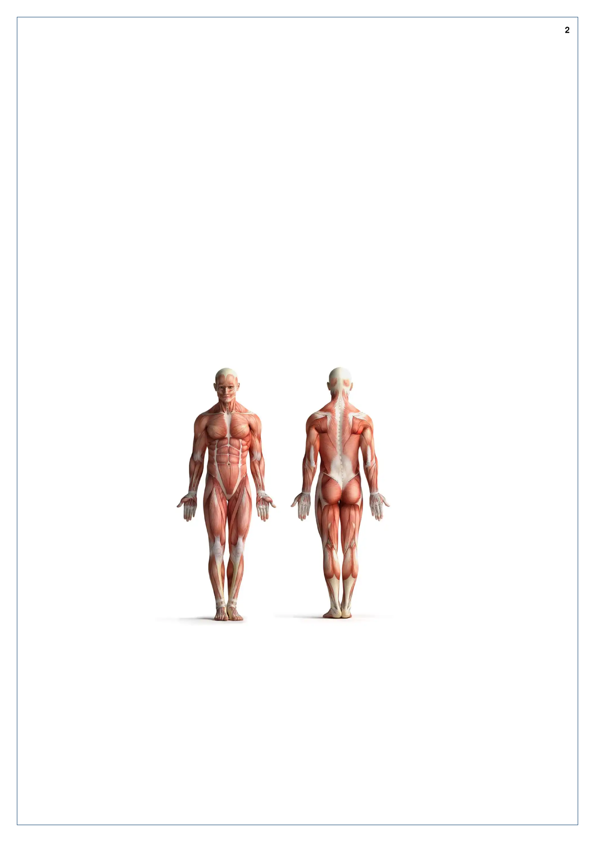 tabla-de-musculos-jdjdkdk-resumen-m-sculos-de-la-regi-n-de-la-studocu