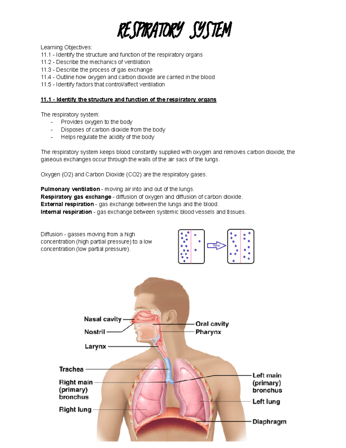 11 Respiratory System - WEEK 9 (Human Anatomy & Physiology 1 ...