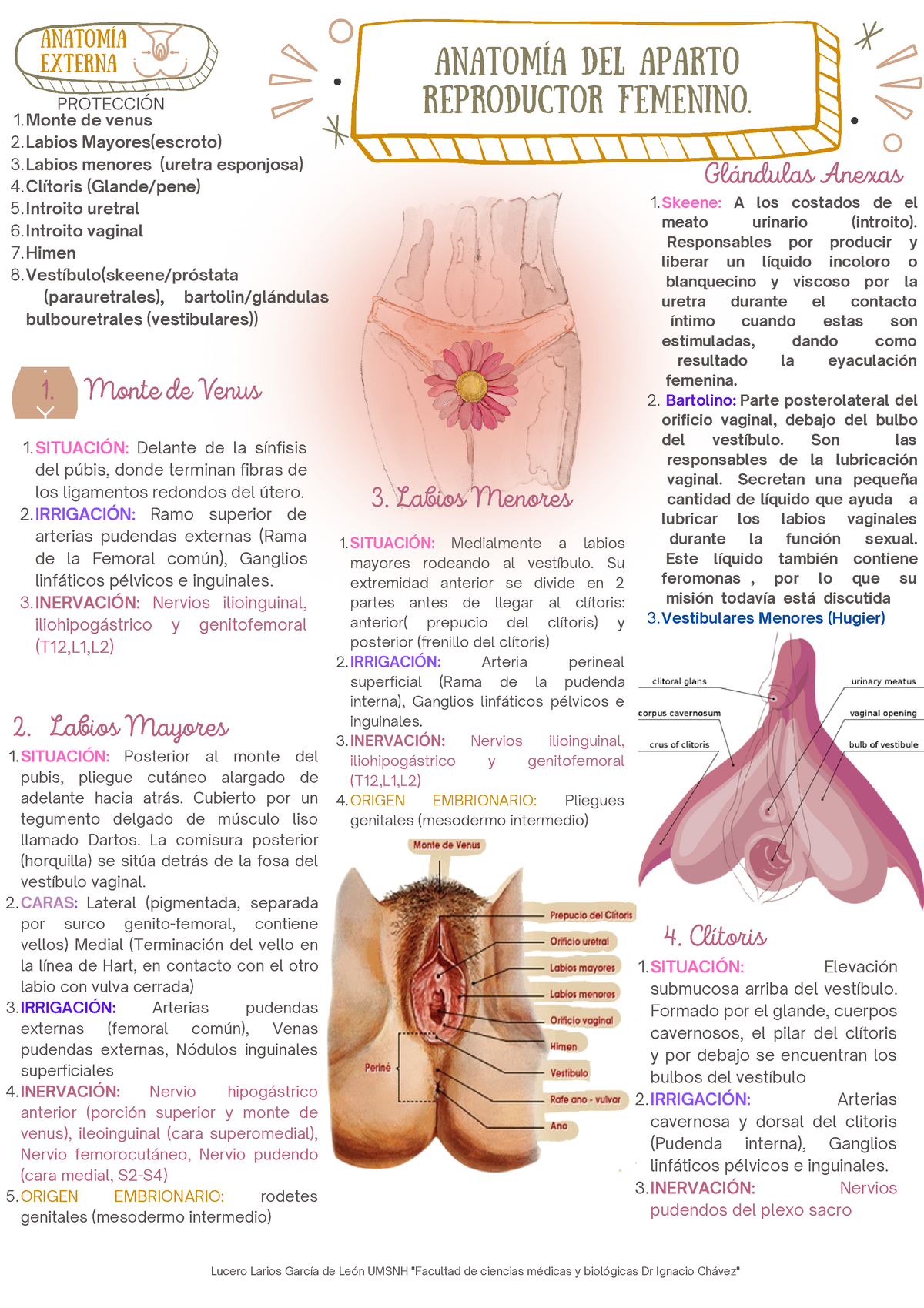 anatomía del labio interno