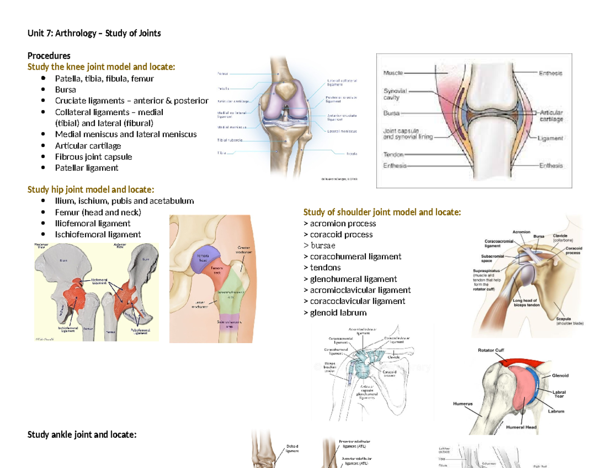 BPK 142 Unit 7 Arthrology - Unit 7: Arthrology – Study of Joints ...