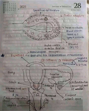 Exam 2 - Exam 2 Study Guide For Pathophys - Two Mechanisms That Protect ...