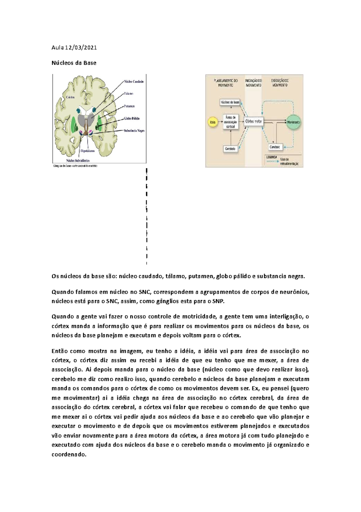 12.03.21 núcleos da base - Aula 12/03/ Núcleos da Base Os núcleos da ...