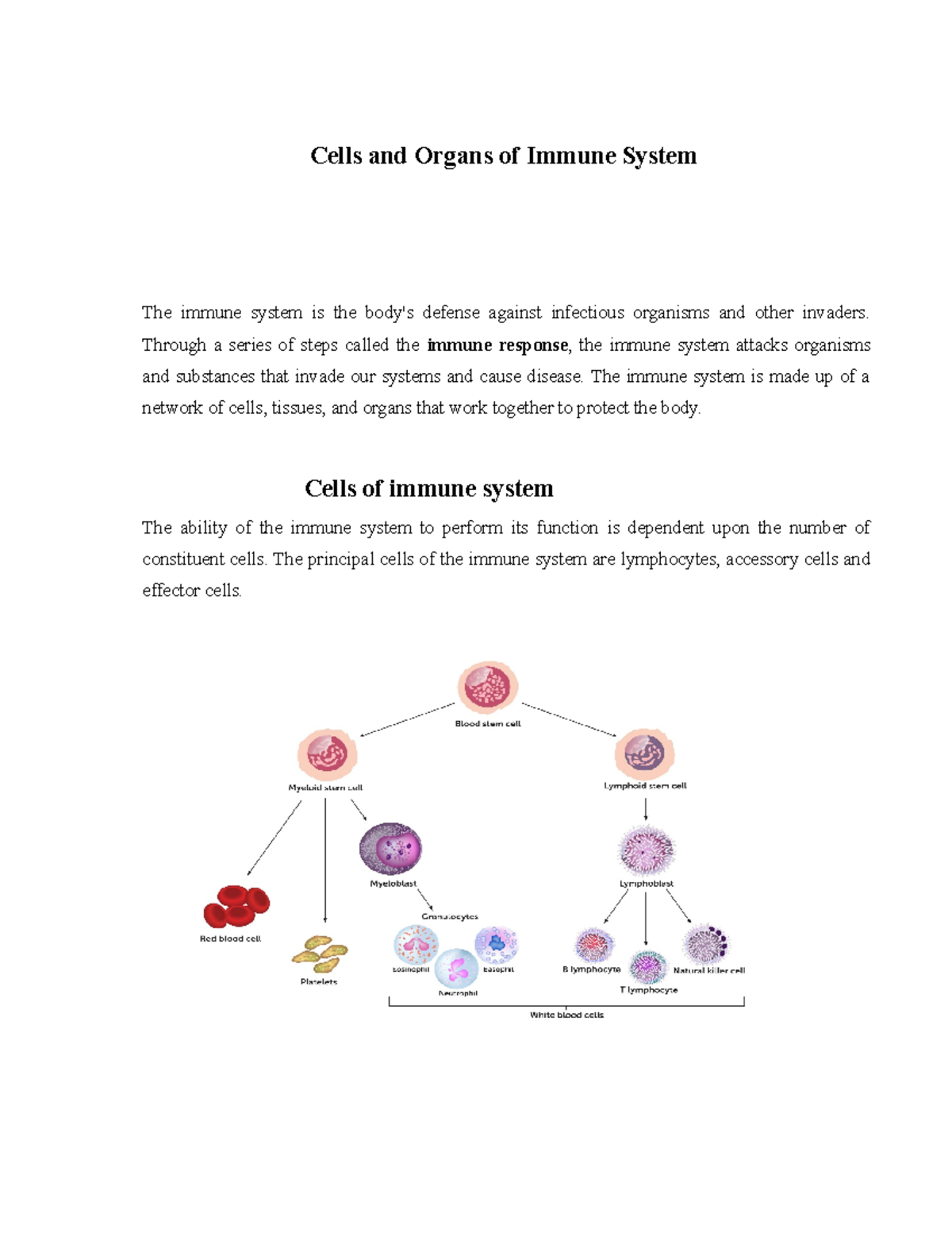 Cells and tissues in immune system - Cells and Organs of Immune System ...