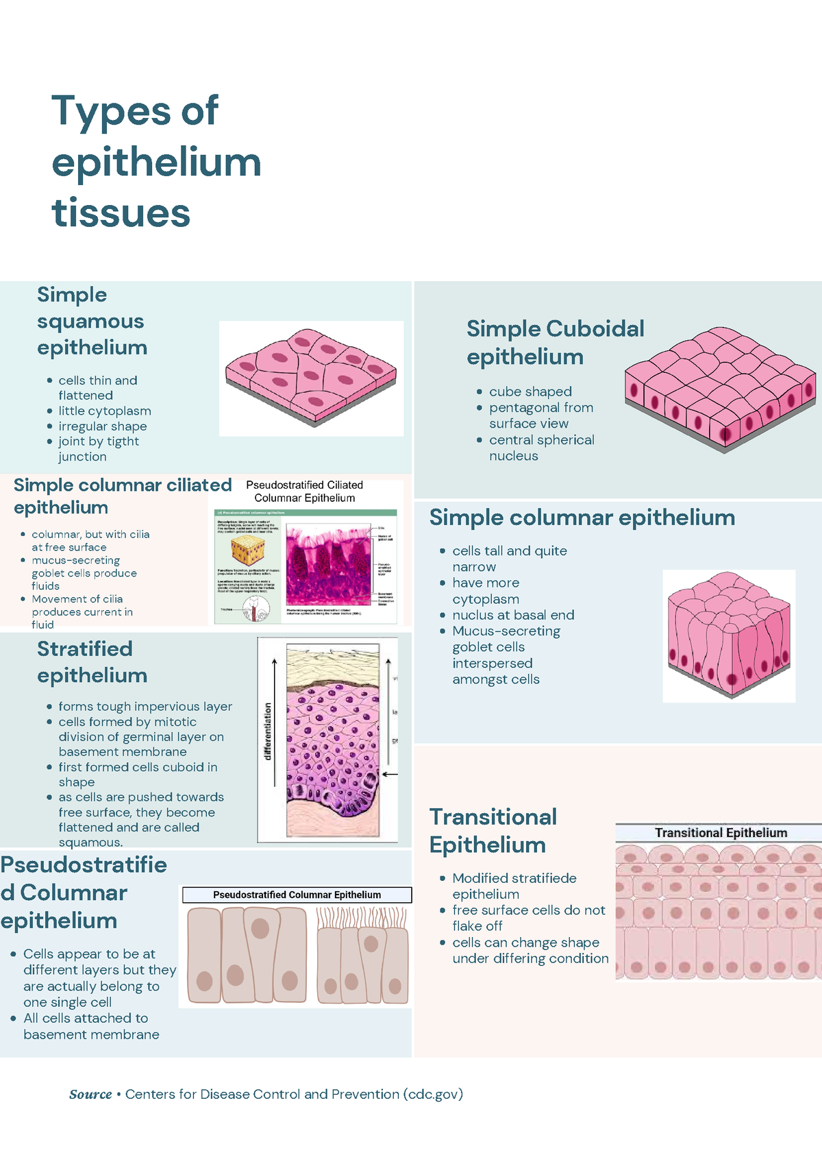 Types of epithelium tissues and types of cells tissues - columnar, but ...