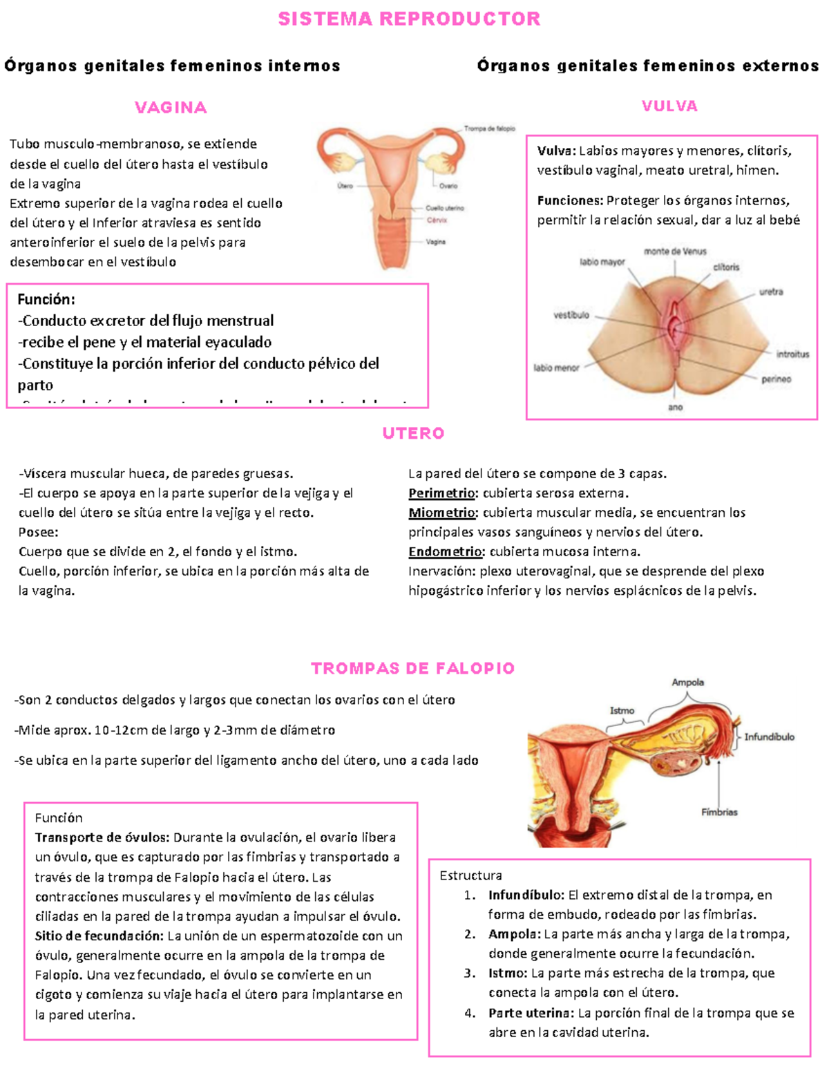 Sistema Reproductor Resumen - Vulva: Labios mayores y menores, clítoris,  vestíbulo vaginal, meato - Studocu