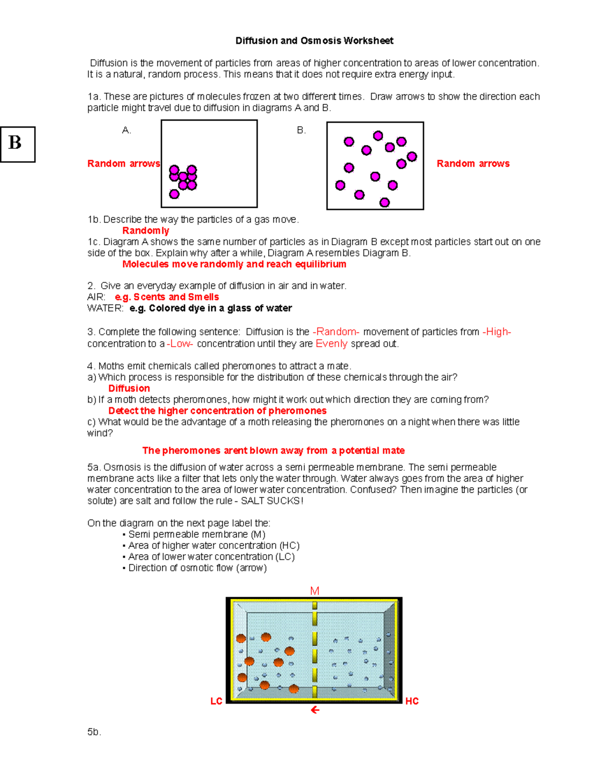 Diffusion and Osmosis Worksheet KEY 08 - Diffusion and Osmosis Worksheet  Diffusion is the movement - Studocu