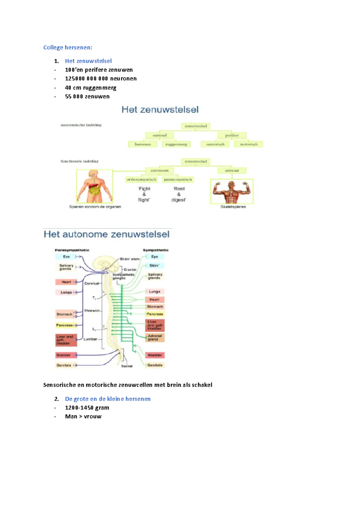 College Hersenen - College Hersenen: Het Zenuwstelsel 100’en Perifere ...