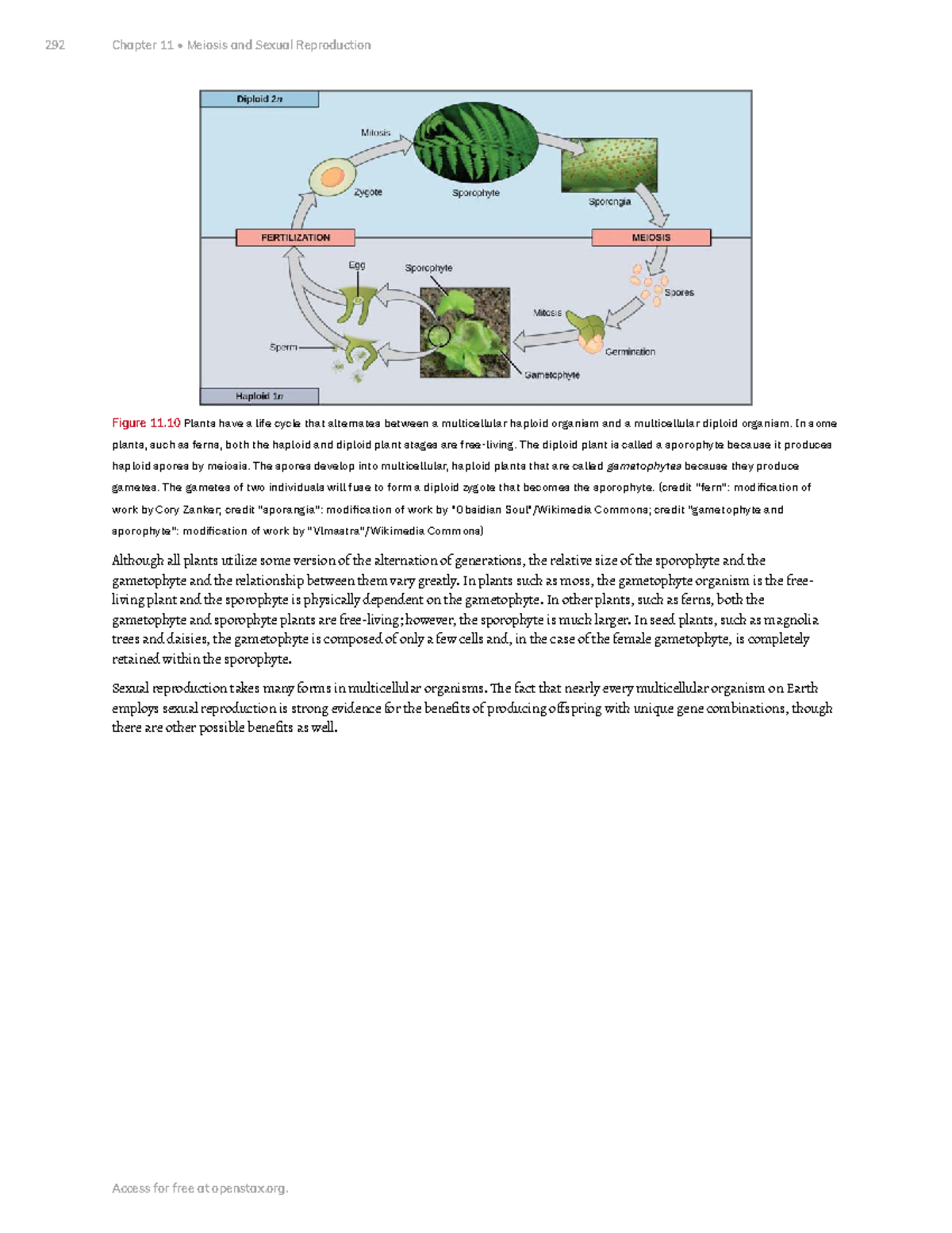 Chapter 11 Meiosis And Sexual Reproduction Part 5 Figure 11 Plants