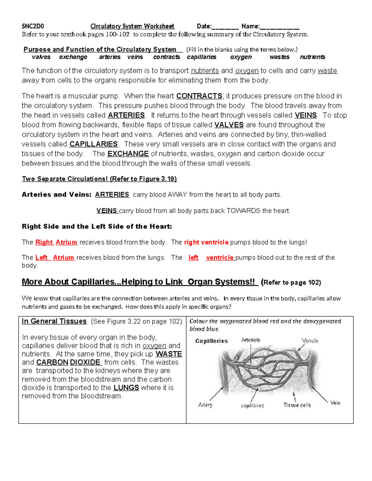 8a - solutions to Text book pages - SNC2D0 Circulatory System Worksheet ...