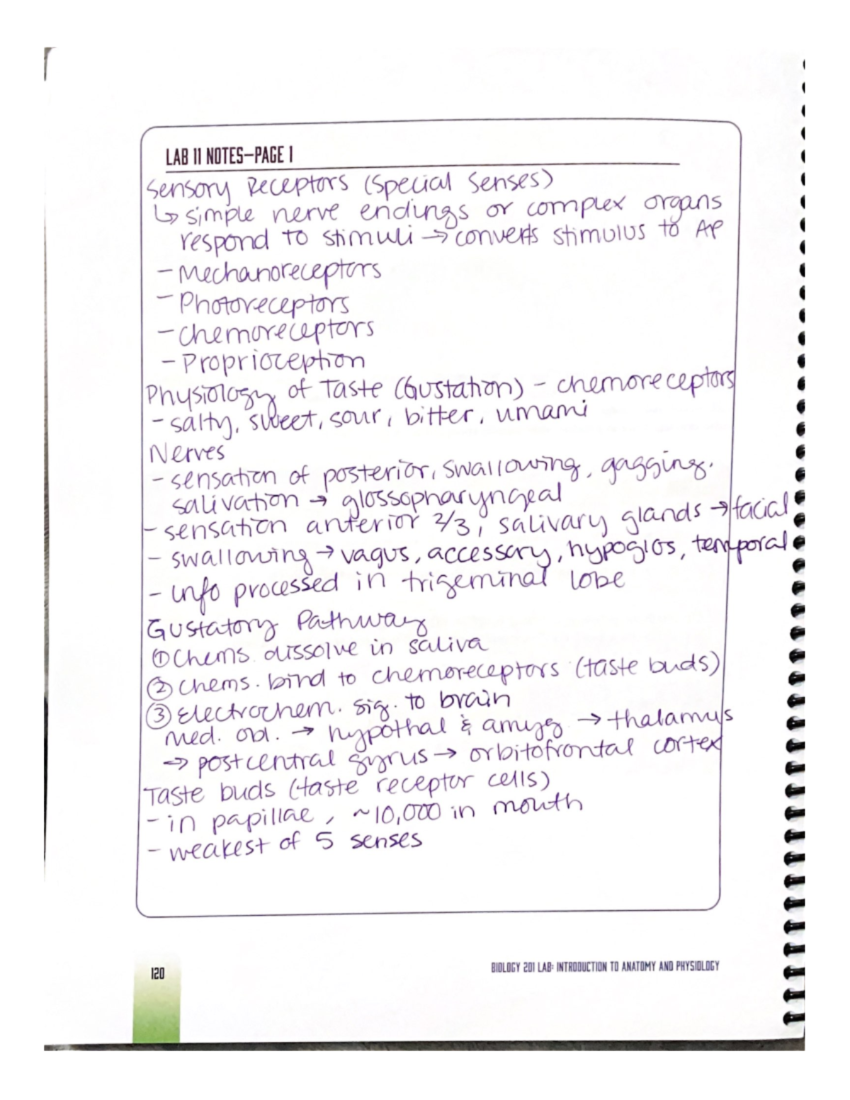 Lab 11 notes and drawings - BIO 201L - Studocu