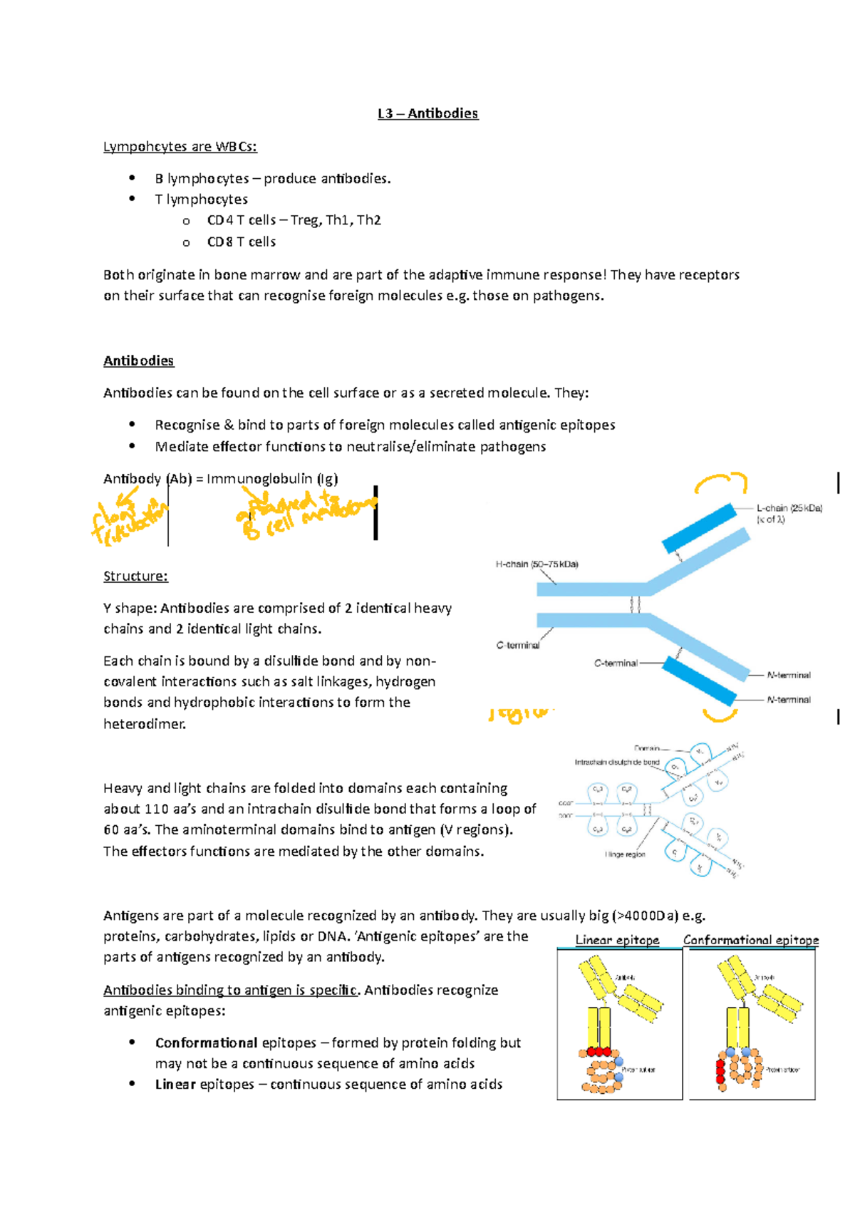 L3 Antibodies Lecture notes 3 L3 Antibodies Lympohcytes are