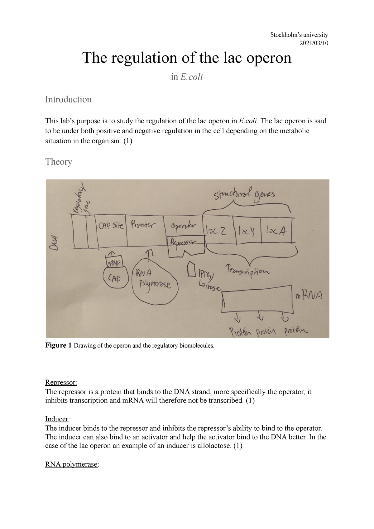 lac-operon-lab-biokemi-2021-03-the-regulation-of-the-lac-operon-in-e-introduction-this-lab-s