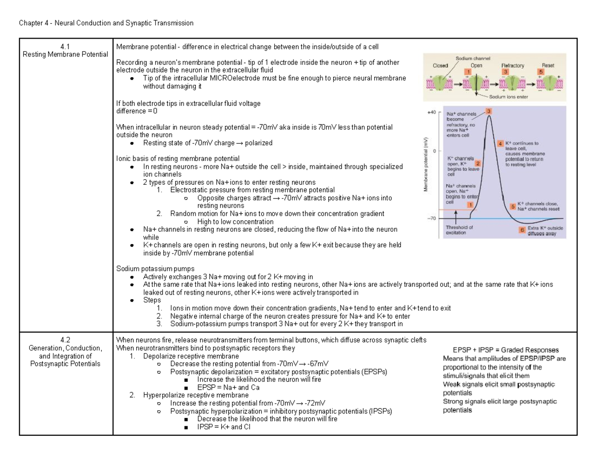 PSYC271 Midterm 2 Lecture+Textbook Notes - Chapter 4 - Neural ...