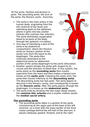 78 The Aorta Position And Division In Parts The Ascending Aorta