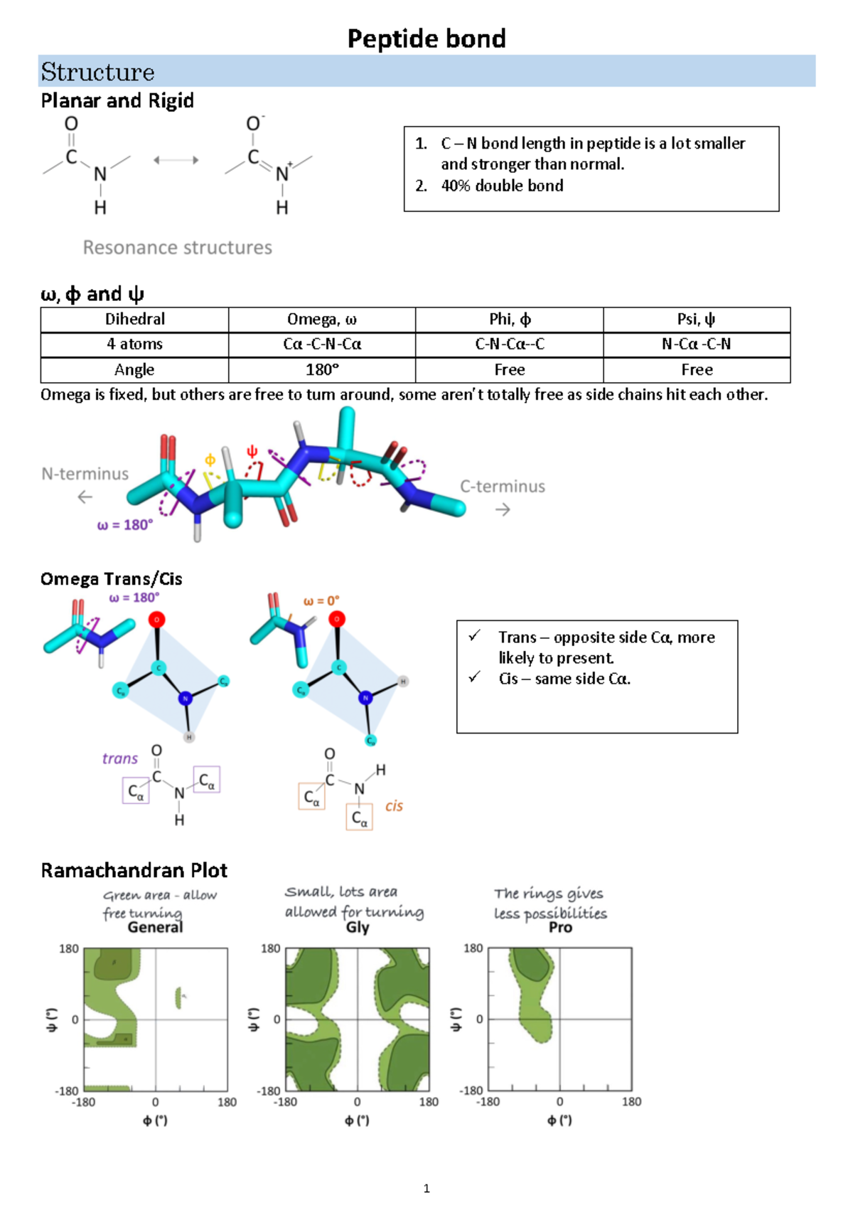 Peptide bond bioc0001 - Peptide bond Structure Planar and Rigid ω, φ ...