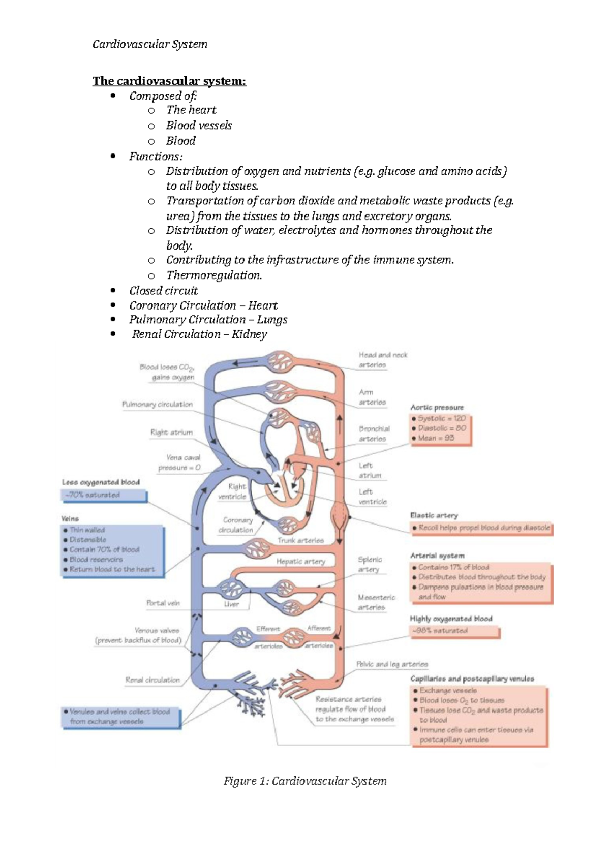 The Cardiovascular System Lecture 1 Notes - Cardiovascular System The ...