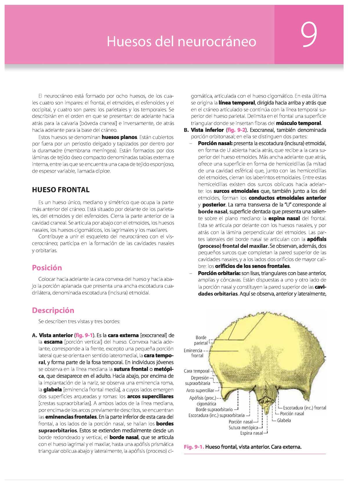Huesos Del Cráneo Huesos Del Neurocráneo 9 El Neurocráneo Está Formado Por Ocho Huesos De Los 3521