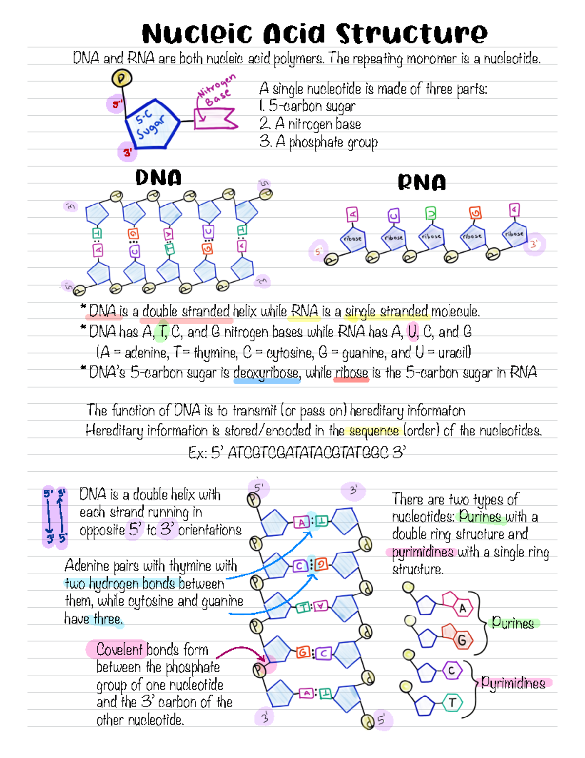 Dna structure notes Nucleic Acid Structure DNA and RNA are both