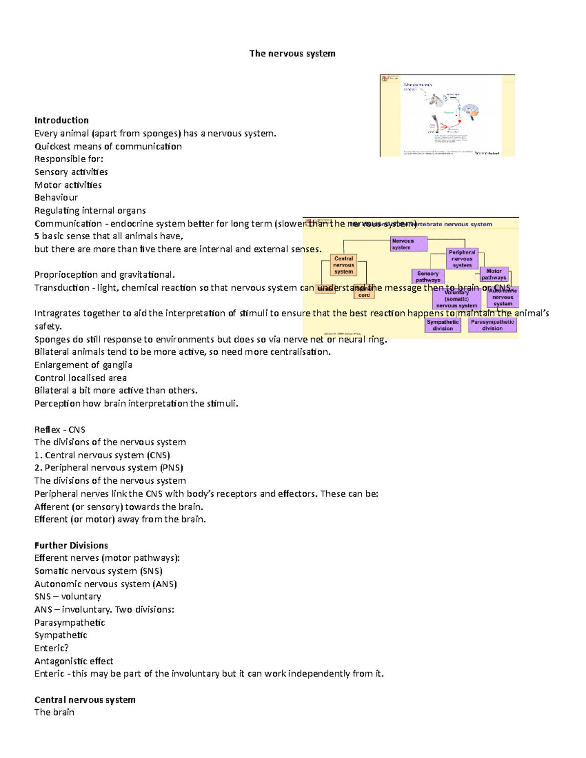 Nervours system - Lecture notes 5 - The nervous system Introduction ...