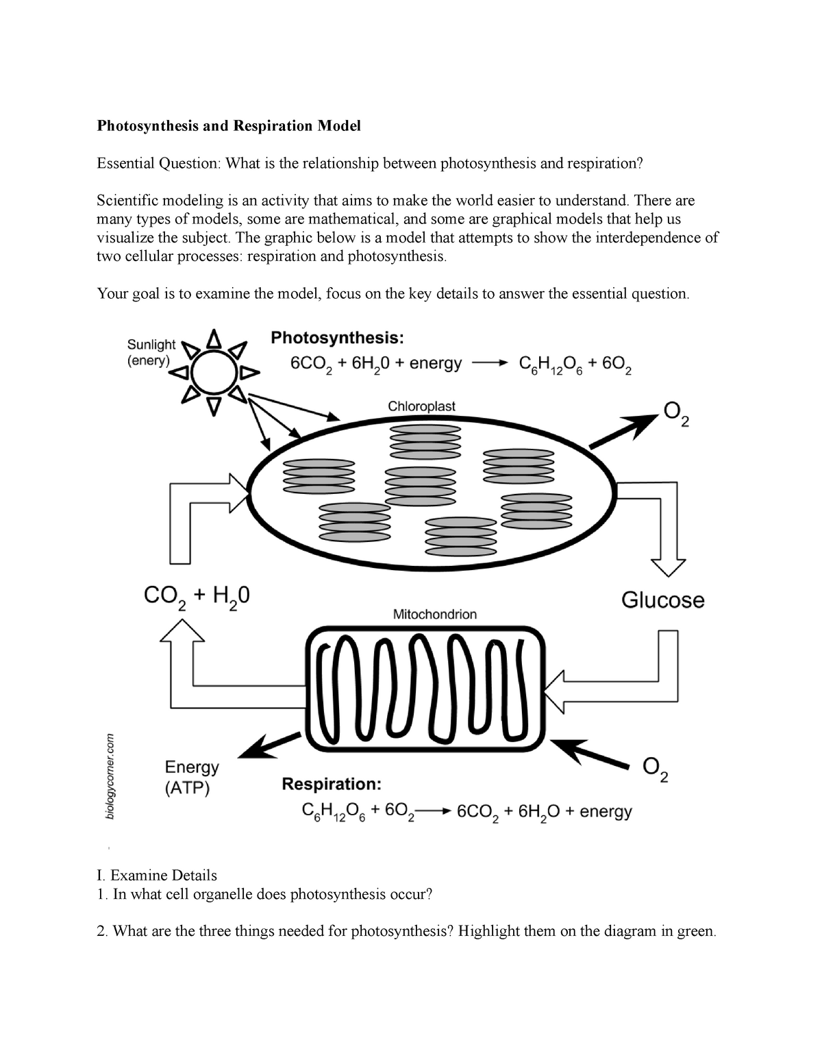 Photosynthesis and Respiration Model - Photosynthesis and Throughout Photosynthesis And Respiration Worksheet