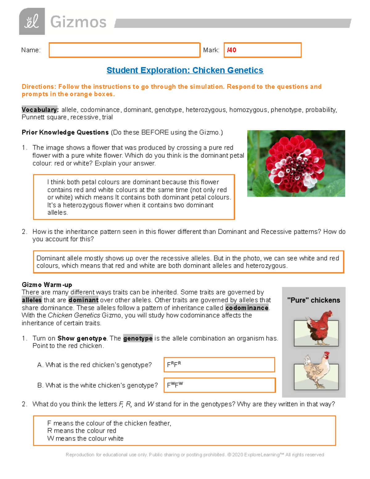 Copy of Chicken Genetics SE Modified - Name: Mark: / Student ...
