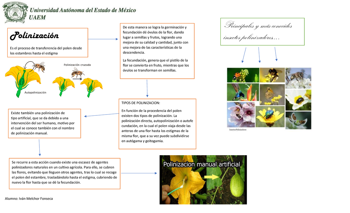 Diagrama de polinizacion,dispersion y cuadro comparativo - PolinizaciÛn