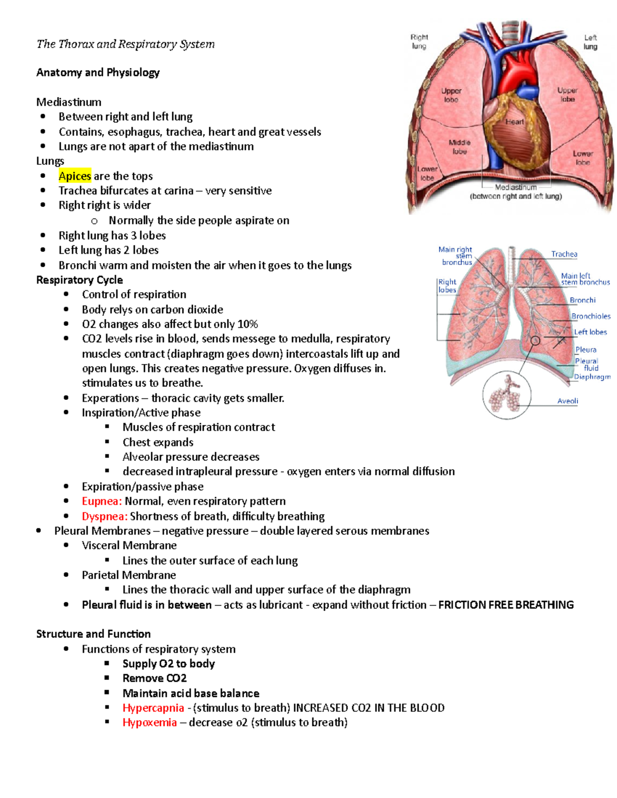 Thorax notes part 2 - Anatomy and Physiology Mediastinum Between right ...