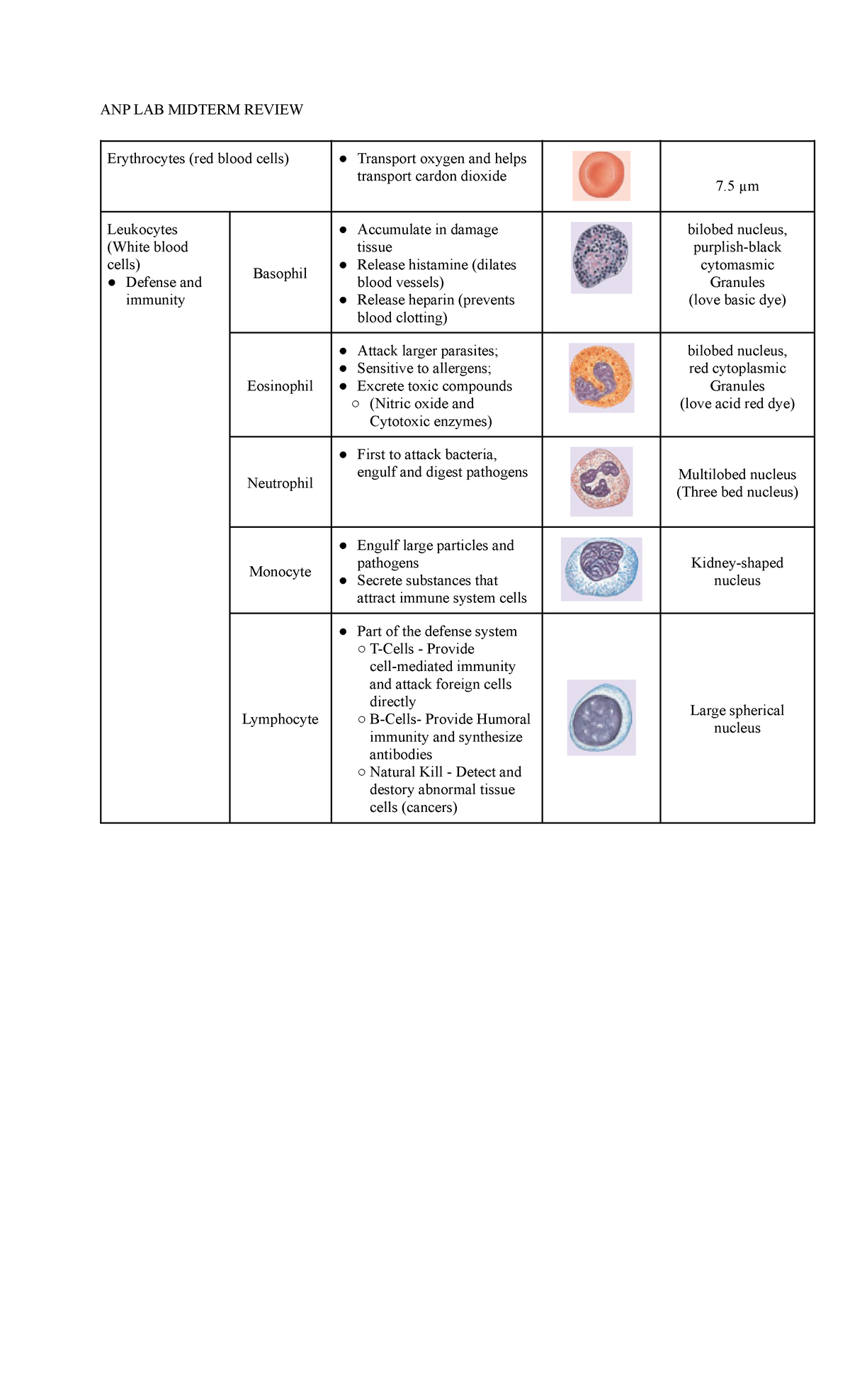 ANP Midterm LAB Practice - ANP LAB MIDTERM REVIEW Erythrocytes (red ...