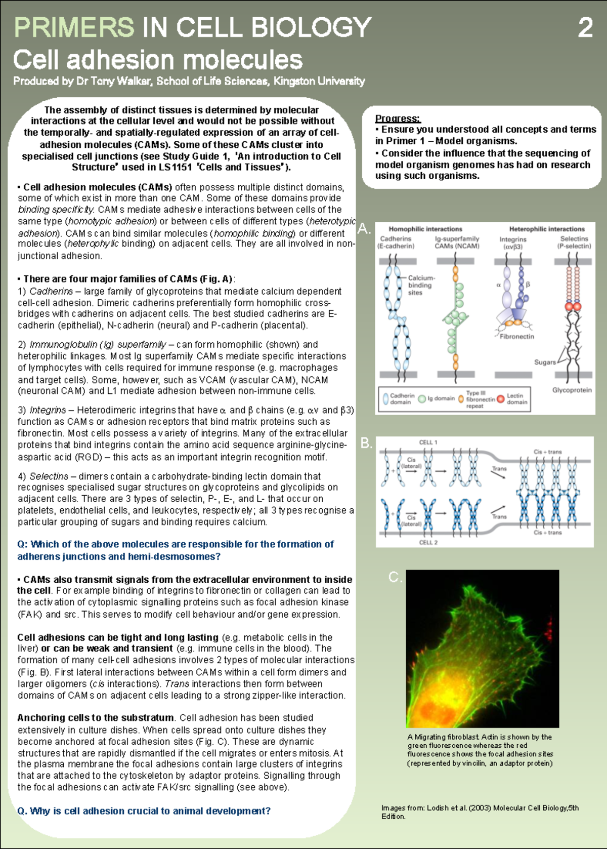 Primer in cell biology - cell adhesion molecules - PRIMERS IN CELL ...