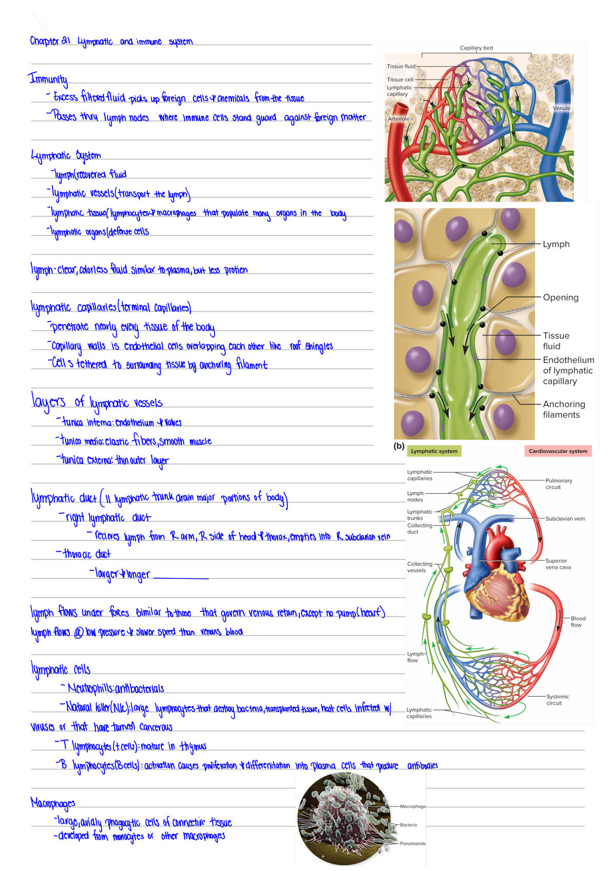 Chapter 21 - Lymphatic System And Immune System - BIOL 3402 - Studocu