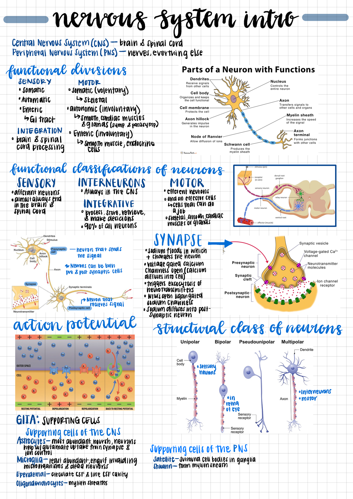 Nervous System Intro lecture - nervous system intro central Nervous ...