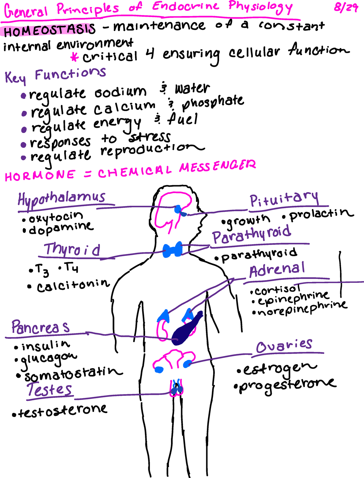 Chapter 1 Endocrinology - 8 29 Éossistman an internal environment ...