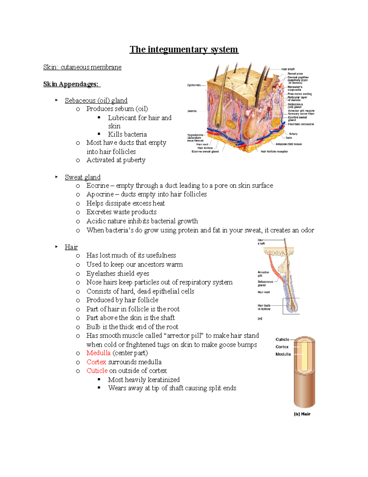 Integumentary sys - summary - The integumentary system Skin: cutaneous ...