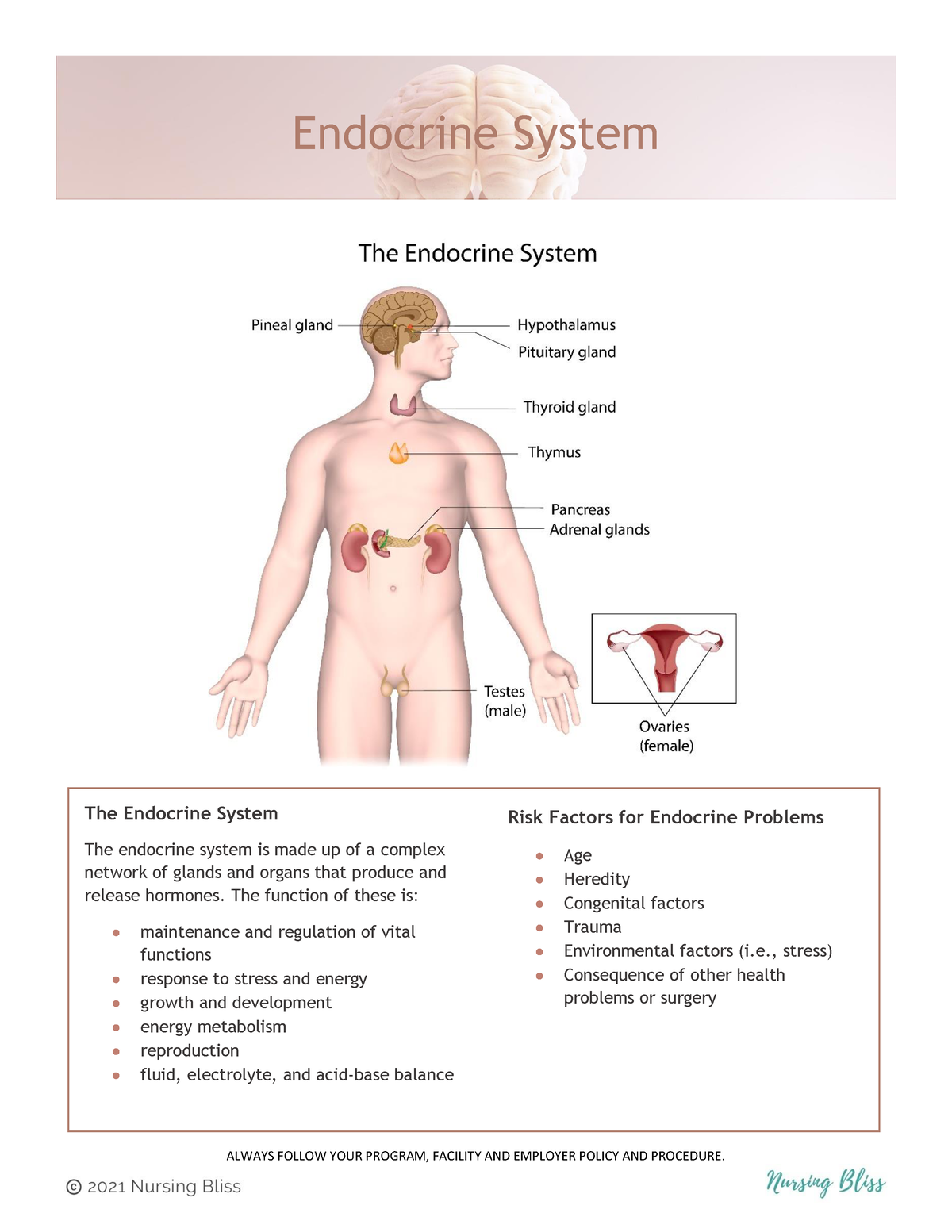 PDF) The endocrine system, vertigo and balance