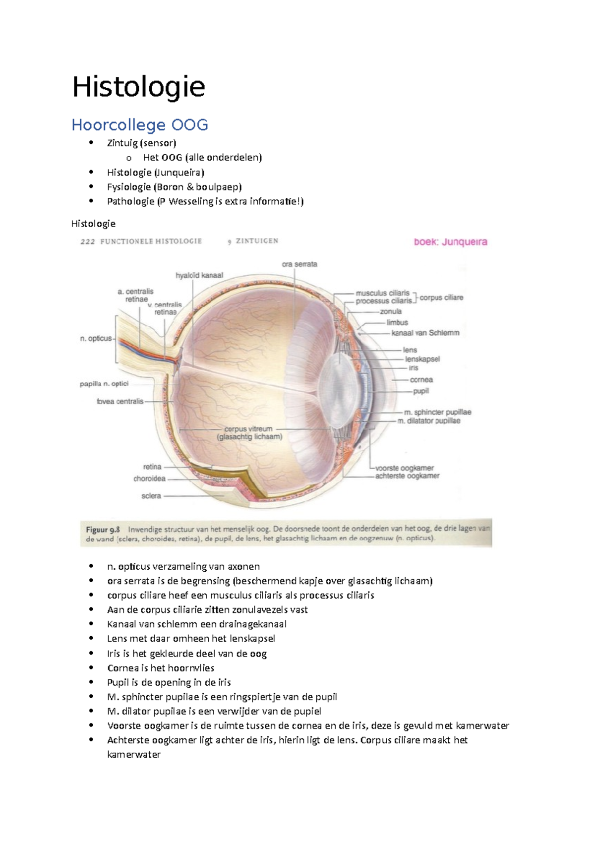 Histologie Samenvatting Module Histologie Hoorcollege Oog Zintuig Sensor O Het Oog Alle