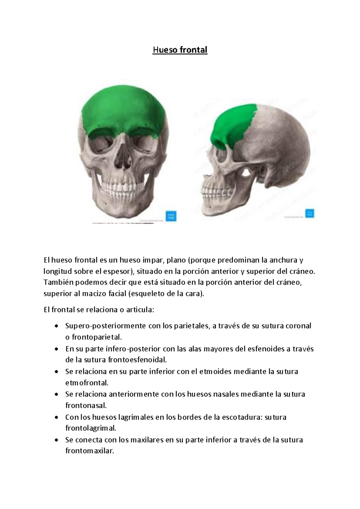 Hueso frontal - Resumen Rouvière, H., Anatomía Humana Descriptiva ...