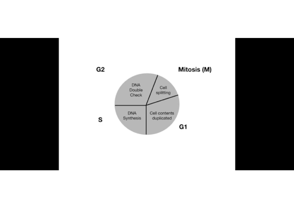 Anti-cancer drug simplified - G2 Mitosis (M) DNA Cell Double Check ...