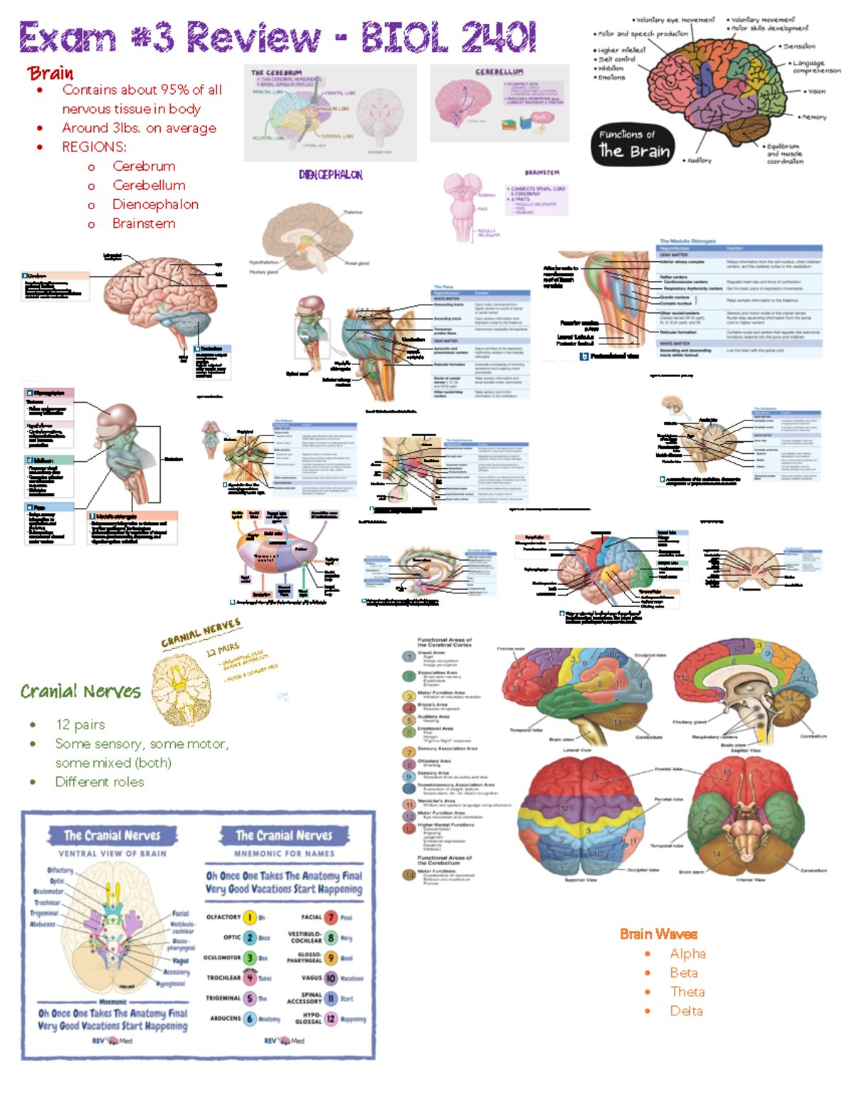 Exam #3 Review - BIOL 2401 - Exam #3 Review – BIOL 2401 Brain ...