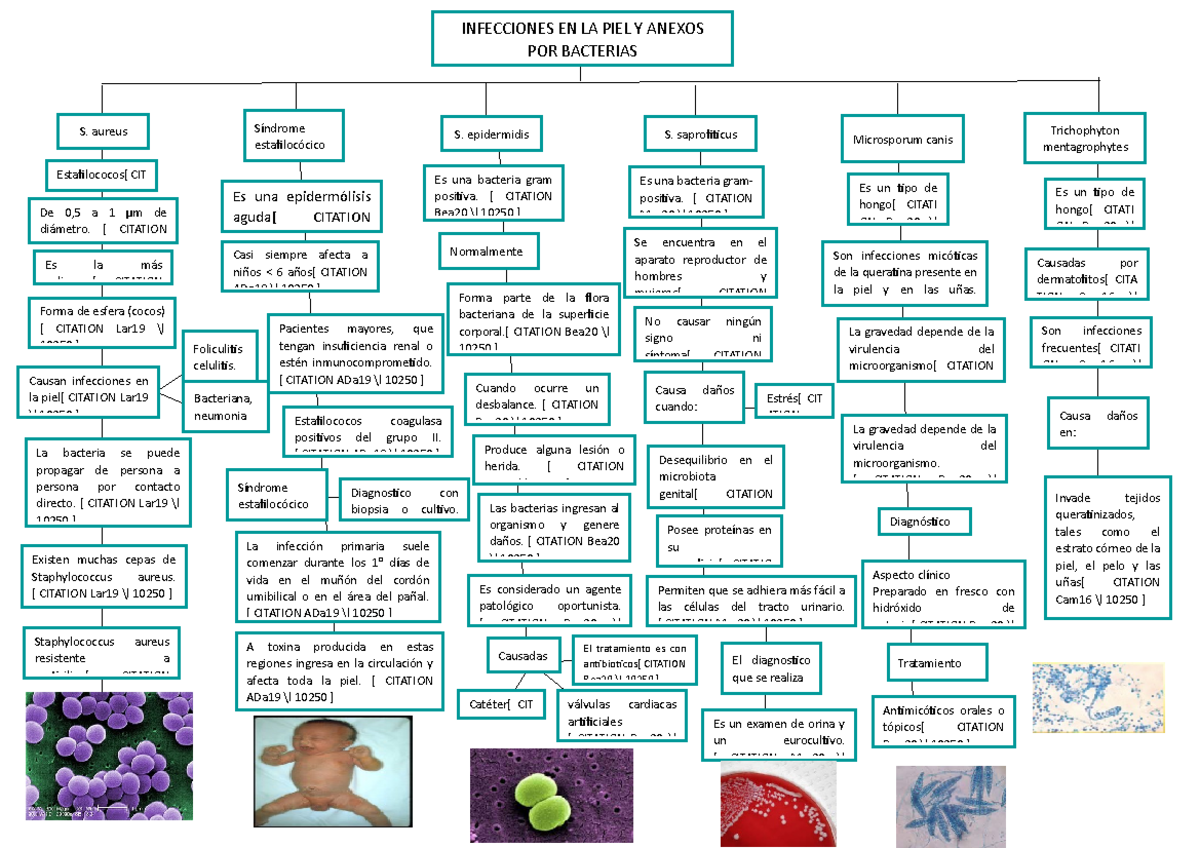 Antibiograma Mapa Conceptual Shibaswap