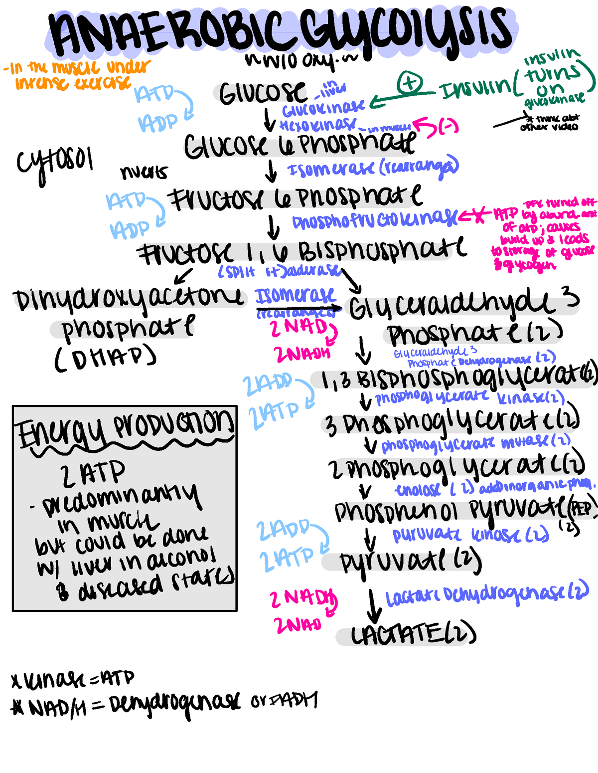Glycolysis - video notes - ANAEROBICGlycolysis In the muscle under ...