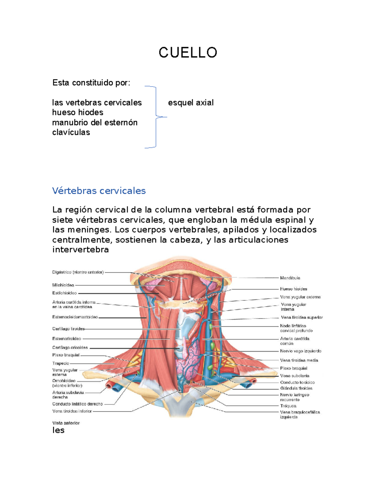 anatomía anterior del cuello