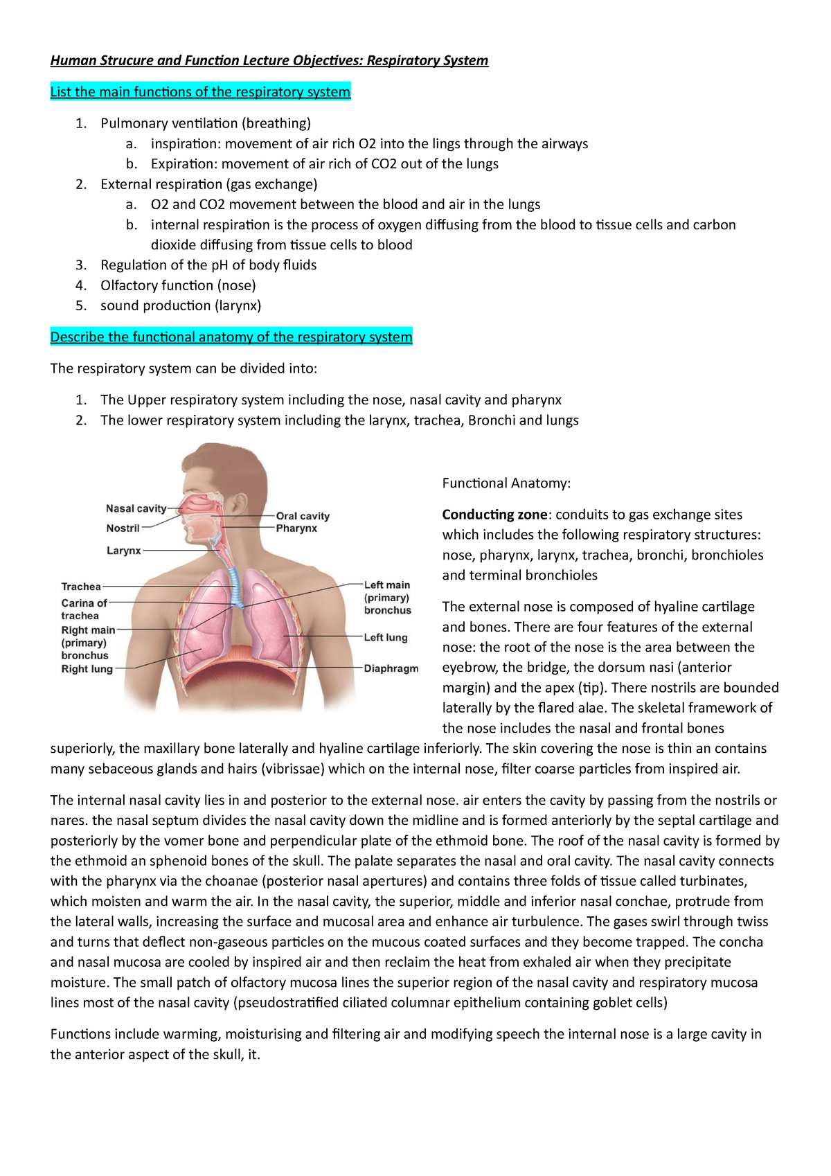 Hlth1000 Respiratory System Human Strucure And Function Lecture