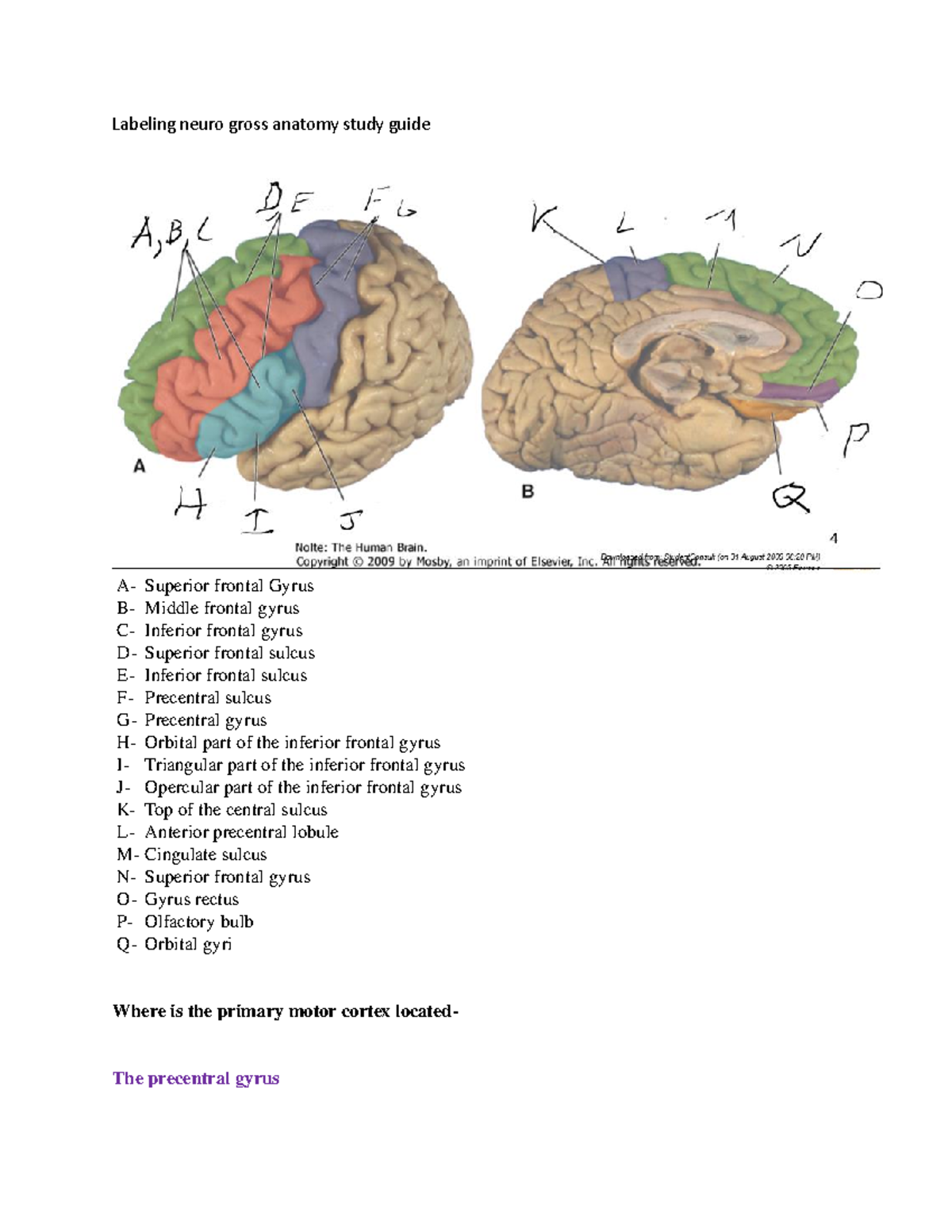 Neuro gross anatomy study guide - Studocu